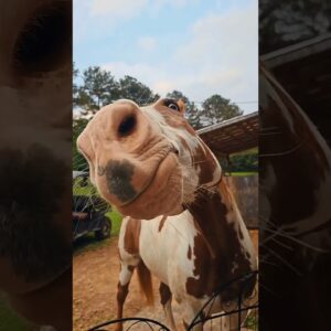 HE IS SO SMART!!!!!!!!!!!!!! #horses #horse #donkey #animals #cute #farming