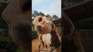 HE IS SO SMART!!!!!!!!!!!!!! #horses #horse #donkey #animals #cute #farming