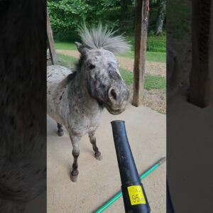 HELP... They're Driving  Me Crazy.       #dog #horses #donkey #pony