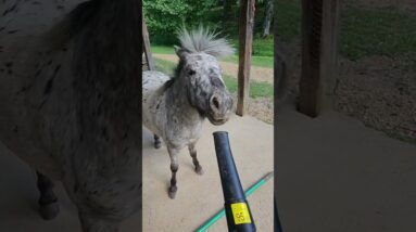 HELP... They're Driving  Me Crazy.       #dog #horses #donkey #pony