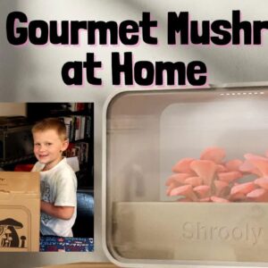 Grow Gourmet Mushrooms with Shrooly - Our Preview of this Upcoming Kitchen Gadget